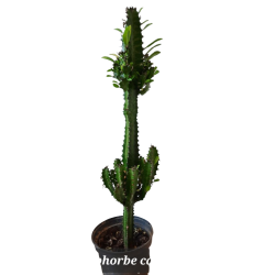 Cactus Euphorbe