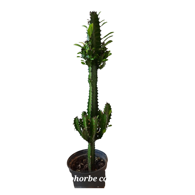 Cactus Euphorbe