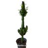 Cactus Euphorbe