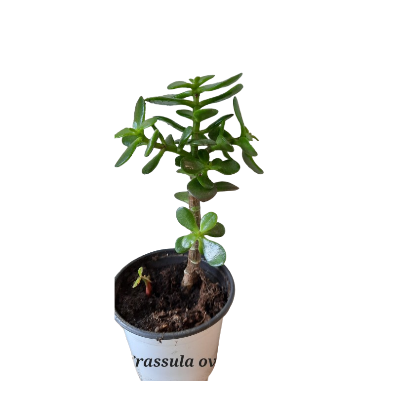 Crassula Ovata