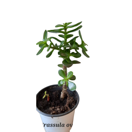 Crassula Ovata