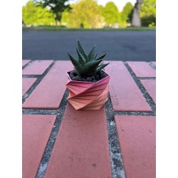 Hawortia