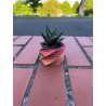 Hawortia