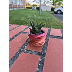 Hawortia