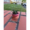 Hawortia