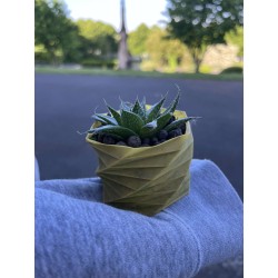 ALOE