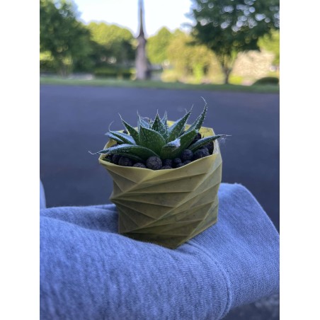 ALOE