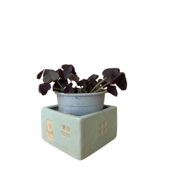 Oxalis pourpre