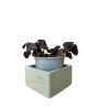 Oxalis pourpre