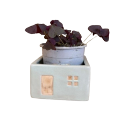 Oxalis pourpre