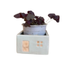 Oxalis pourpre