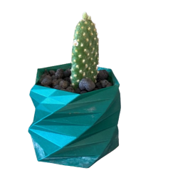 Opuntia