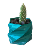 Opuntia