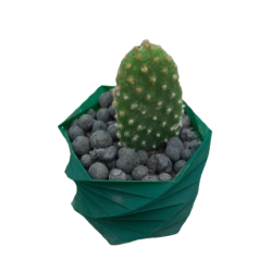 Opuntia