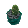 Opuntia