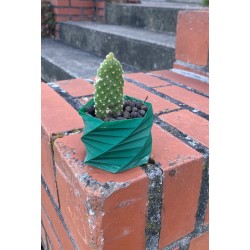 Opuntia