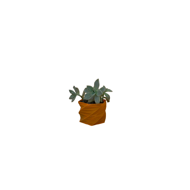 Graptopetallum paraguayense
