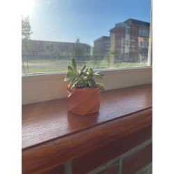 Graptopetallum paraguayense
