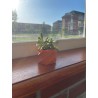 Graptopetallum paraguayense