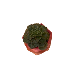 Graptopetallum Bellum