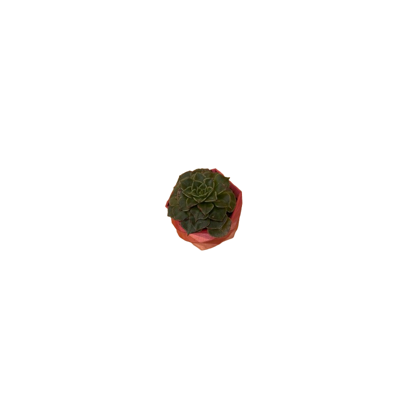 Graptopetallum Bellum