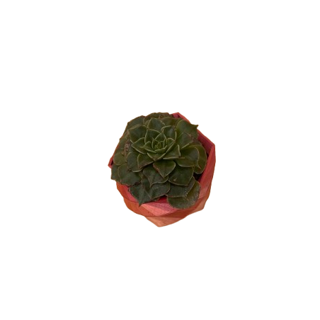Graptopetallum Bellum