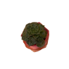 Graptopetallum Bellum