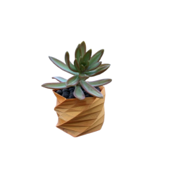 Echeveria