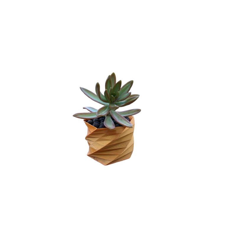 Echeveria
