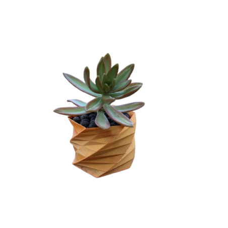 Echeveria