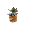 Echeveria