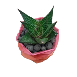 Hawortia