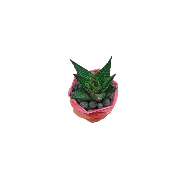 Hawortia