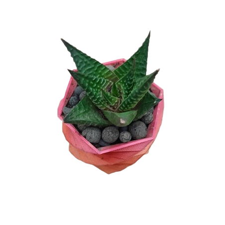 Hawortia