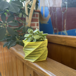 Cotyledon