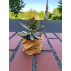 Echeveria