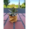 Echeveria
