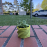 Cotyledon