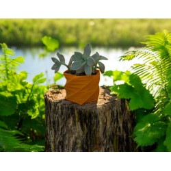 Graptopetallum paraguayense