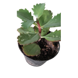 Kalankoé Longiflora