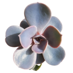 Echeveria gibiflora violet