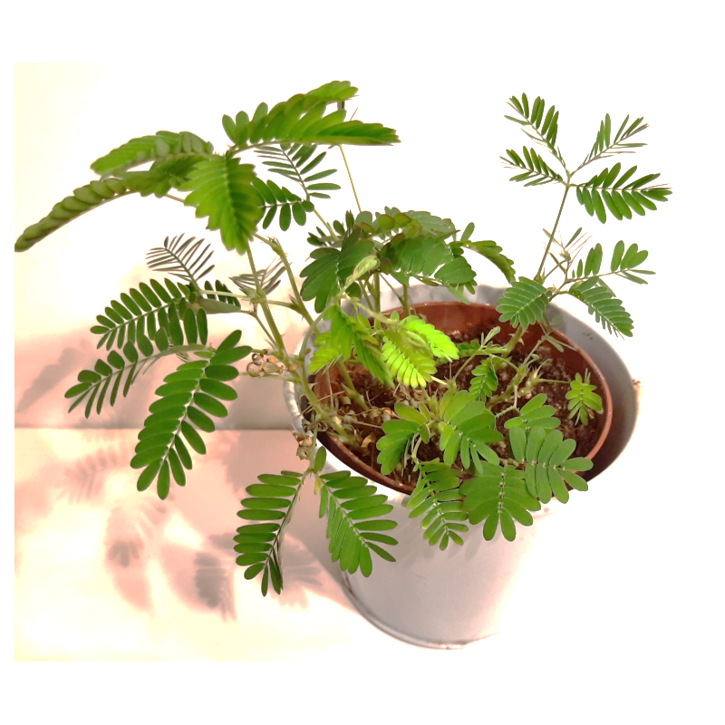 Plante sensitive Mimosa pudica